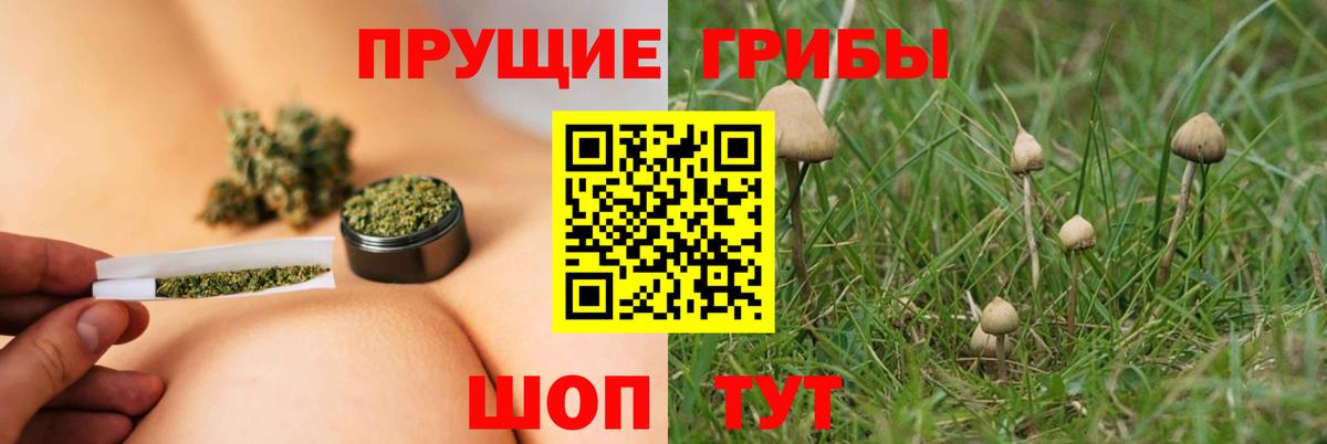 Псилоцибиновые грибы Psilocybe  Вход с VPN  Кимовск 